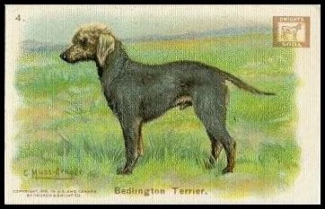 4 Bedlington Terrier